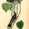 Tyrant Flycatcher or King Bird (Cotton wood. Populus candicans)
