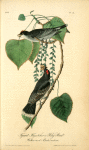 Tyrant Flycatcher or King Bird (Cotton wood. Populus candicans)