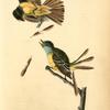 Great Crested Flycatcher