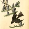 Cooper's Flycatcher, 1. Male 2. Female (Balsam or Silver Fir. Pinus Balsamea)