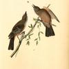 Say's Flycatcher, 1. Male 2. Female