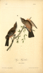 Say's Flycatcher, 1. Male 2. Female