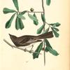 Rocky Mountain Flycatcher, Male (Swamp Oak. Quercus Aquatica.)