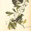 Small Green-crested Flycatcher, 1. Male 2. Female (Sassafras. Laurus sassafras.)
