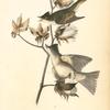 Pewee Flycatcher, 1. Male 2. Female (Cotton Plant. Gossypium Herbaceum)