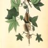 Traill's Flycatcher, Male (Sweet Gum. Liquidambar Styraciflua.)