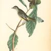 Least Pewee Flycatcher, Male (White Oak. Quercus Prinus.)