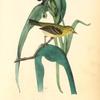 Small-headed Flycatcher, Male (Virginian Spider-Wort. Tradescantia Virginica.)
