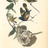 American Redstart, 1. Male 2. Female (Virginian Hornbeam or Iron-wood Tree.)