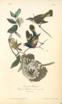 American Redstart, 1. Male 2. Female (Virginian Hornbeam or Iron-wood Tree.)