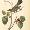 Townsend's Ptilogonys, Female