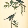Blue-Grey Flycatcher (Black Walnut. Juglans nigra.)