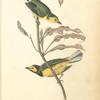 Hooded Flycatching Warbler, 1. Male 2. Female (Erithryna herbacea.)