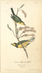 Hooded Flycatching Warbler, 1. Male 2. Female (Erithryna herbacea.)