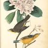 Canada Flycatcher, 1. Male 2. Female (Great Laurel. Rhododendron maximum.)