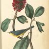 Bonaparte's Flycatching-Warbler, 1. Male 2. Female (Great Magnolia. Magnolia Grandiflora.)
