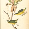 Kentucky Flycatching-Warbler, 1. Male 2. Female (Magnolia auriculata.)