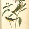 Wilson's Flycatching-Warbler, 1. Male 2. Female (Snake's Head. Chelone Glabra.)