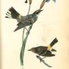 Yellow-crowned Wood-Warbler, 1. Male 2. Young (Iris versicolor.)