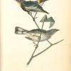 Audubon's Wood-Warbler, 1. Male 2. Young (Strawberry Tree. Euonymus Americanus)
