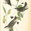 Black-poll Wood-Warbler, 1. Males 2. Female (Black Gum Tree. Nyssa aquatica.)