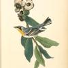 Yellow-throated Wood-Warbler, Male (Chinquapin. Castanea pumila.)