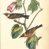 Bay-breasted Wood-Warbler, 1. Male 2. Female (Highland Cotton-plant. Gossipium herbaceum.)
