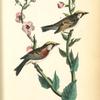 Chestnut-sided Wood-Warbler, 1. Male 2. Female (Moth Mullein: Verbascum Blattaria.)