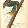 Pine-creeping Wood-Warbler, 1. Male 2. Female (Yellow Pine. Pinus variabilis.)