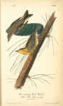 Pine-creeping Wood-Warbler, 1. Male 2. Female (Yellow Pine. Pinus variabilis.)