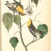 Hemlock Warbler, 1. Male 2. Female (Dwarf Maple. Acer spicatum.)