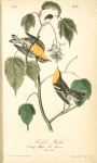 Hemlock Warbler, 1. Male 2. Female (Dwarf Maple. Acer spicatum.)