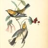 Black-throated Green Wood-Warbler, 1. Male 2. Female (Cuprifolium sempervirens.)