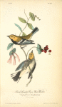 Black-throated Green Wood-Warbler, 1. Male 2. Female (Cuprifolium sempervirens.)