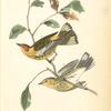 Cape May Wood-Warbler, 1. Male 2. Female