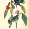 Cerulean Wood-Warbler, 1. Old Male 2. Young Male (Bear Berry and Spanish Mulberry.)