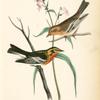 Blackburnia Wood-Warbler, 1. Male 2. Female (Phlox maculata.)