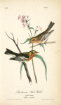Blackburnia Wood-Warbler, 1. Male 2. Female (Phlox maculata.)