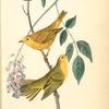 Yellow-poll Warbler, Males