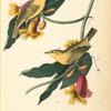 Rathbone's Wood-Warbler, 1. Male 2.Female (Ramping Trumpet-flower.)