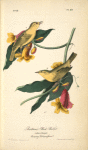 Rathbone's Wood-Warbler, 1. Male 2.Female (Ramping Trumpet-flower.)