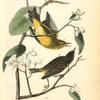 Yellow Red-poll Wood-Warbler, 1. Males 2. Young (Wild Orange Tree.)