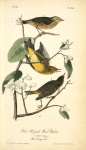 Yellow Red-poll Wood-Warbler, 1. Males 2. Young (Wild Orange Tree.)