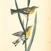 Blue yellow-backed Wood-Warbler, 1. Male 2. Female (Louisiana Flag.)