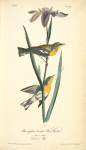 Blue yellow-backed Wood-Warbler, 1. Male 2. Female (Louisiana Flag.)