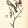 Townsend's Wood-Warbler, Male (Carolina Alcspice [allspice].)