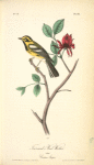 Townsend's Wood-Warbler, Male (Carolina Alcspice [allspice].)