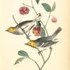 Hermit Wood-Warbler, 1. Male 2. Female (Strawberry Tree.)