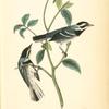 Black-throated Grey Wood-Warbler, Males