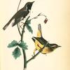Black-throated Blue Wood-Warbler, 1. Male 2. Female (Canadian Columbine.)